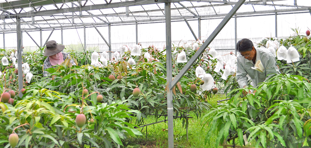 一玉一玉丁寧に袋かけ